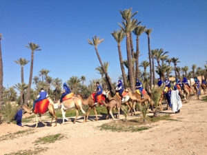 dromadaires marrakech