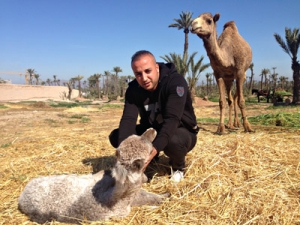dromadaires marrakech